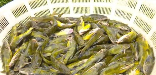 洪水過后，畜牧漁業(yè)生產(chǎn)自救指南——飼料安全與使用要點(diǎn)