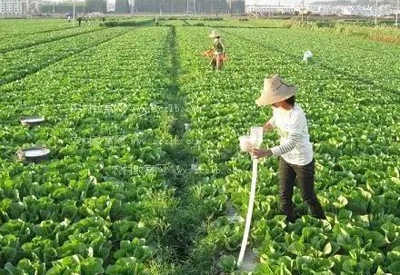 蔬菜作物重茬問題解析 哪些蔬菜不宜連作及應(yīng)對措施