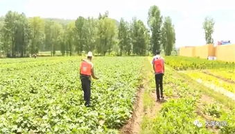 臨夏州和政縣積極開展農(nóng)作物病蟲害統(tǒng)防統(tǒng)治，保障農(nóng)業(yè)豐收